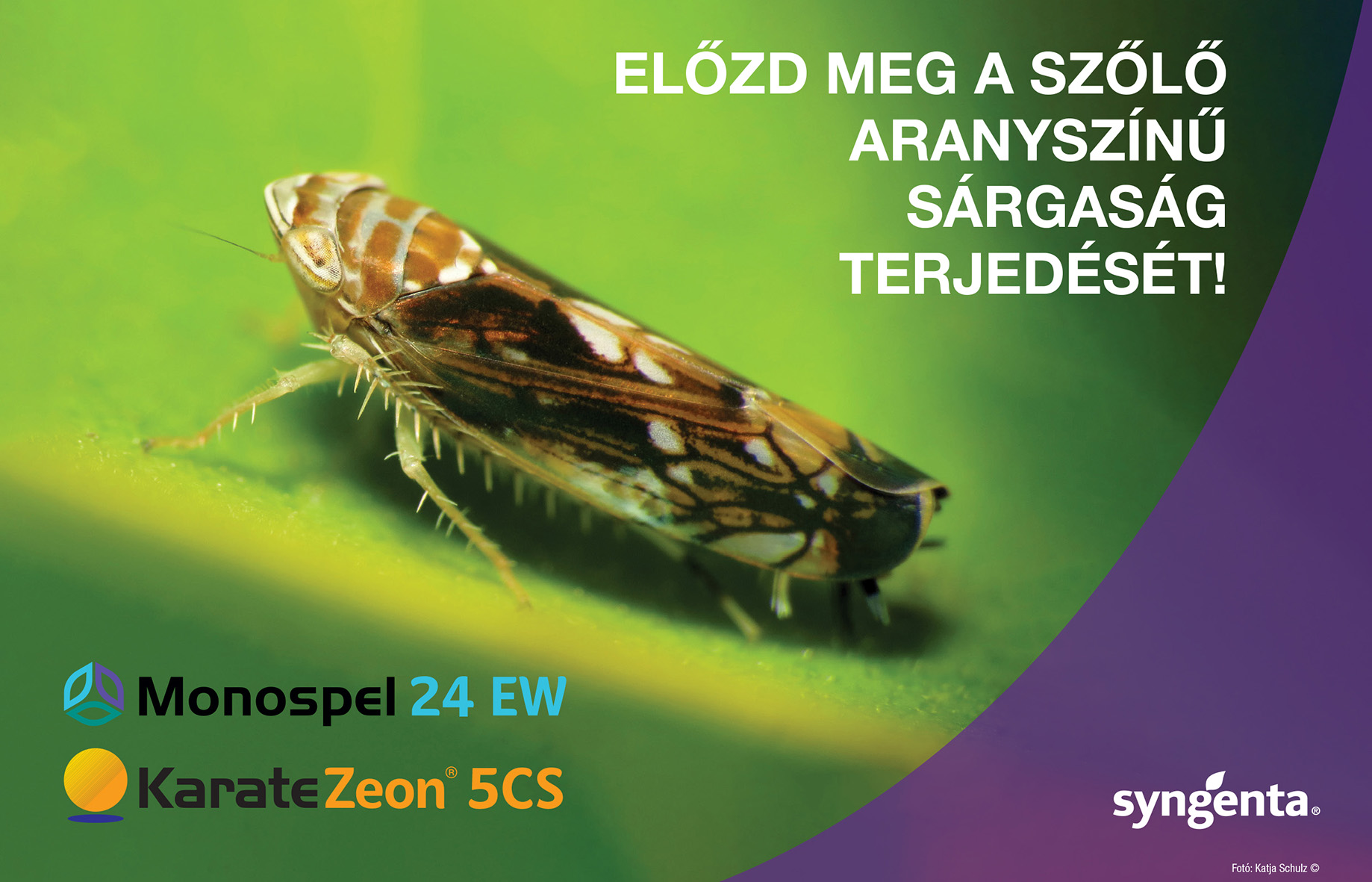Syngenta